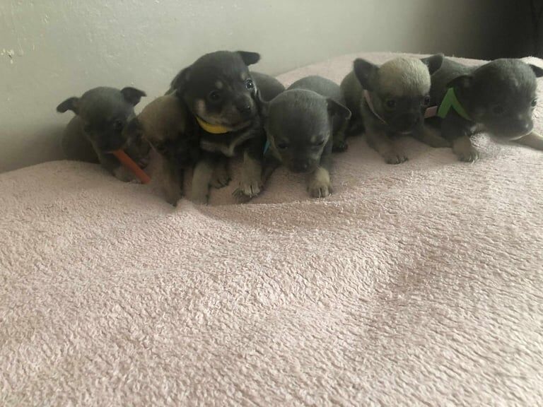 Chihuahua puppies for sale in Stoke sub Hamdon, Somerset – 4 weeks old - Image 6 of 6