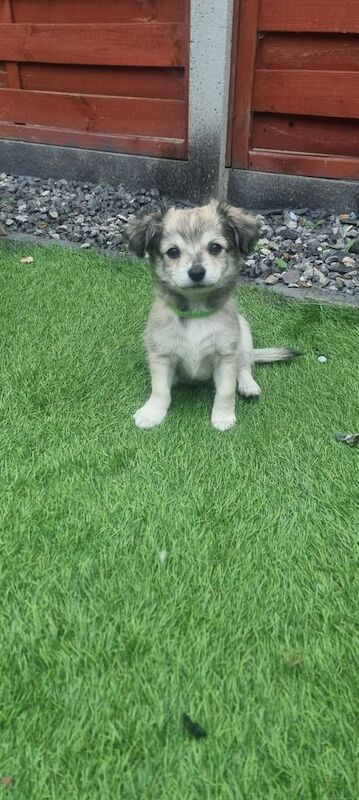 Chihuahua puppies for sale in Kingston upon Hull, East Riding of Yorkshire – 9 weeks old