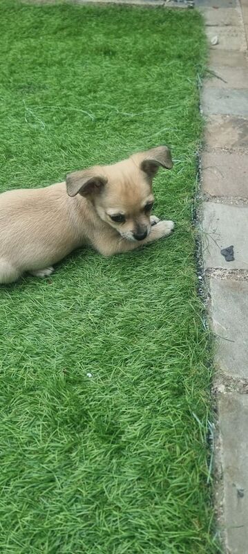 Chihuahua puppies for sale in Kingston upon Hull, East Riding of Yorkshire – 9 weeks old - Image 3 of 3