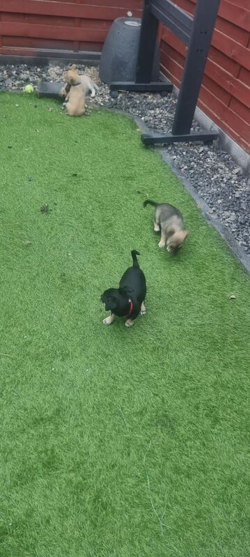 Chihuahua puppies for sale in Kingston upon Hull, East Riding of Yorkshire – 9 weeks old