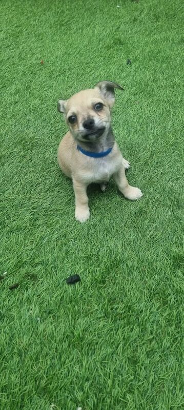 Chihuahua puppies for sale in Kingston upon Hull, East Riding of Yorkshire – 9 weeks old - Image 3 of 3