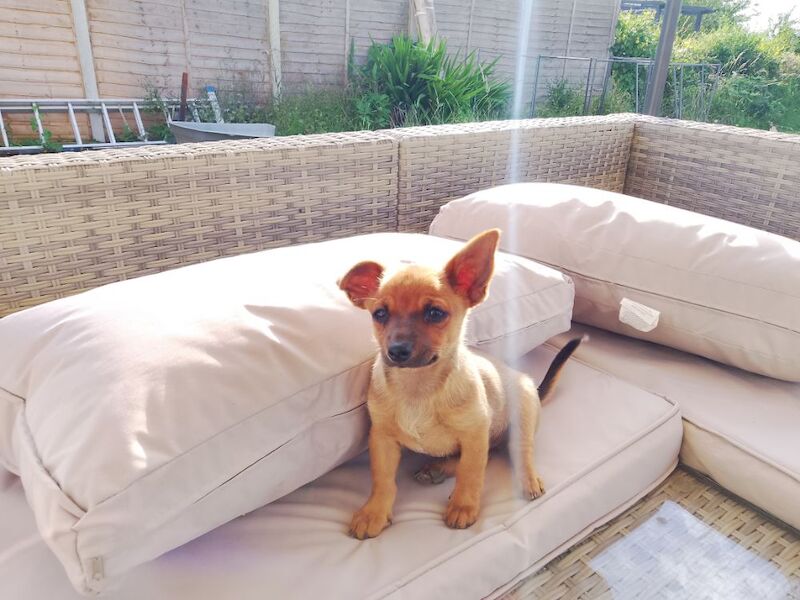 Chihuahua puppies for sale in Newmarket, Suffolk β 12 weeks old
