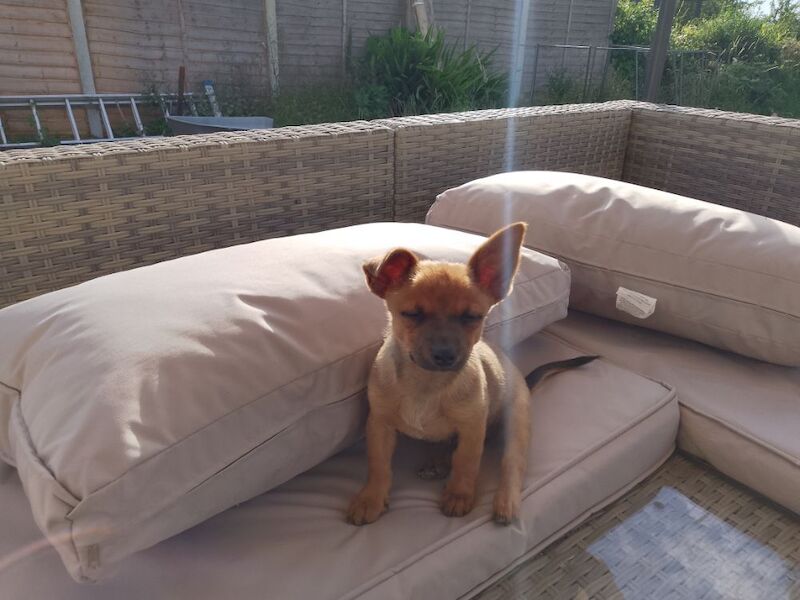 Chihuahua puppies for sale in Newmarket, Suffolk – 12 weeks old - Image 2 of 4