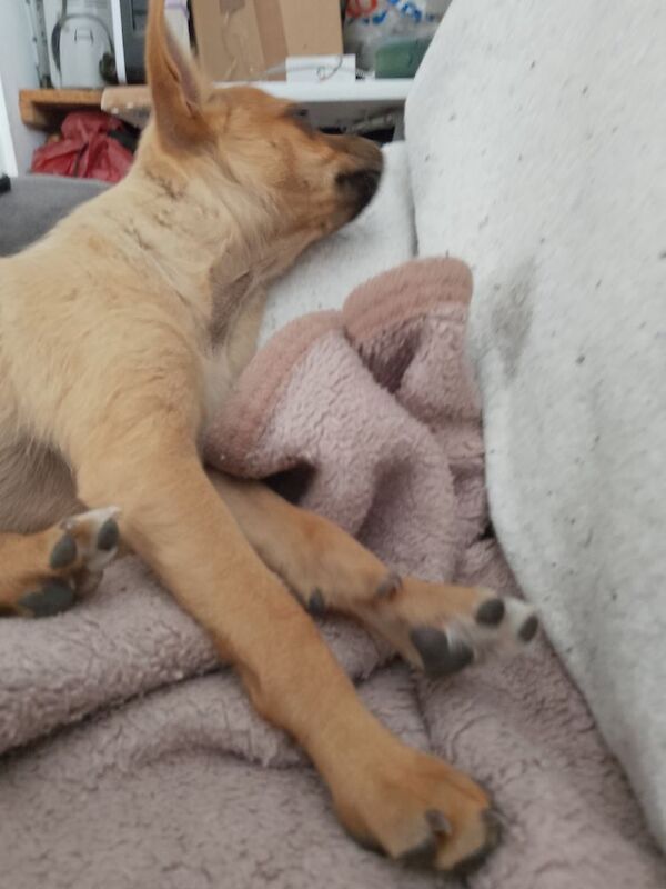 Chihuahua puppies for sale in Newmarket, Suffolk – 12 weeks old - Image 3 of 4