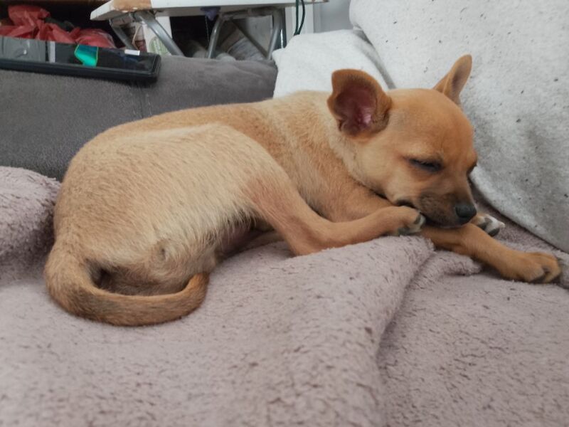 Chihuahua puppies for sale in Newmarket, Suffolk – 12 weeks old - Image 4 of 4