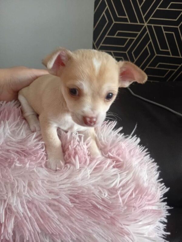 Cream chihuahua boy