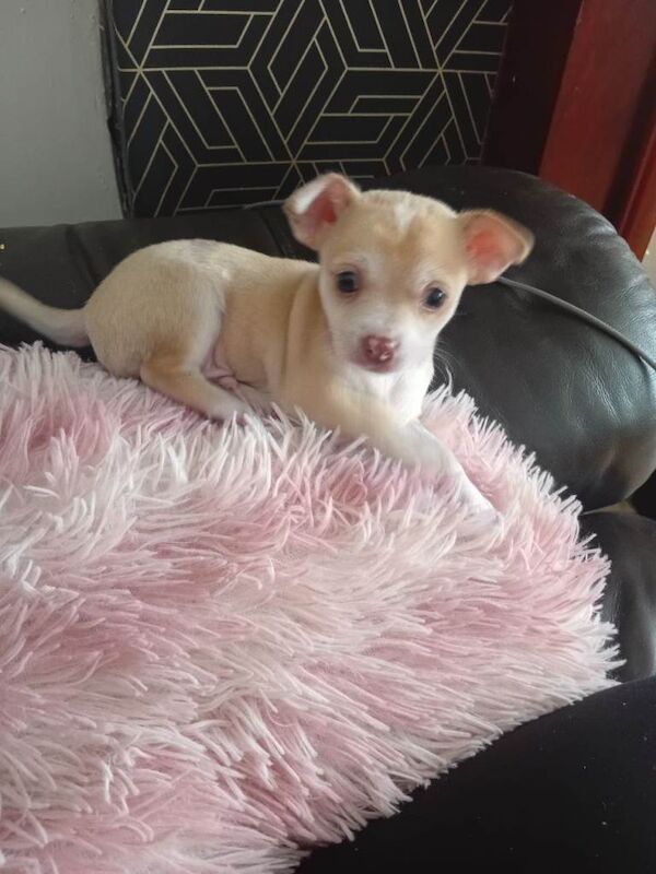 Cream chihuahua boy - Image 2 of 3