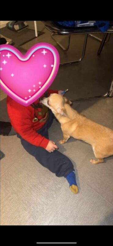 Chihuahua puppies for sale in Whitley Bay, Tyne and Wear – 2 years old