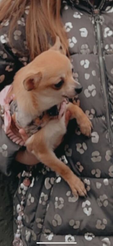 Chihuahua puppies for sale in Whitley Bay, Tyne and Wear – 2 years old - Image 3 of 3