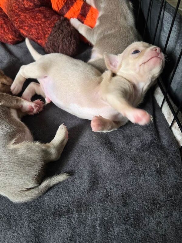 Cute Chihuahua Crew Looking for Their Forever Humans - Image 4 of 6