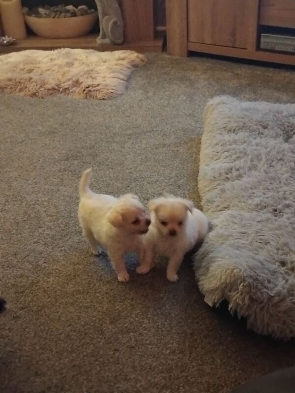 Chihuahua puppies for sale in Swansea / Abertawe, West Glamorgan – 6 weeks old
