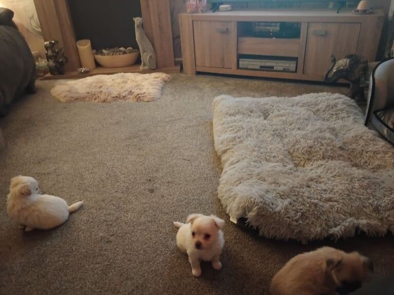 Chihuahua puppies for sale in Swansea / Abertawe, West Glamorgan – 6 weeks old - Image 2 of 4