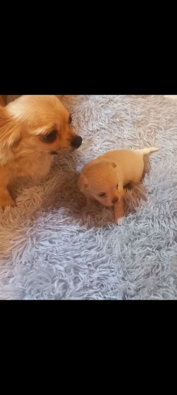 Chihuahua puppies for sale in Swansea / Abertawe, West Glamorgan – 6 weeks old - Image 3 of 4