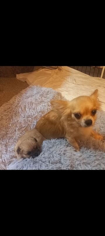 Chihuahua puppies for sale in Swansea / Abertawe, West Glamorgan – 6 weeks old - Image 4 of 4