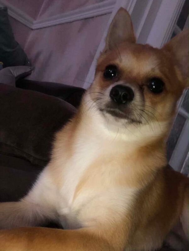 Dog for sale - Image 2 of 4
