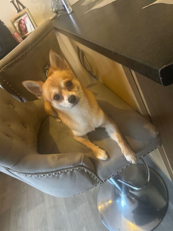 Dog for sale - Image 3 of 4