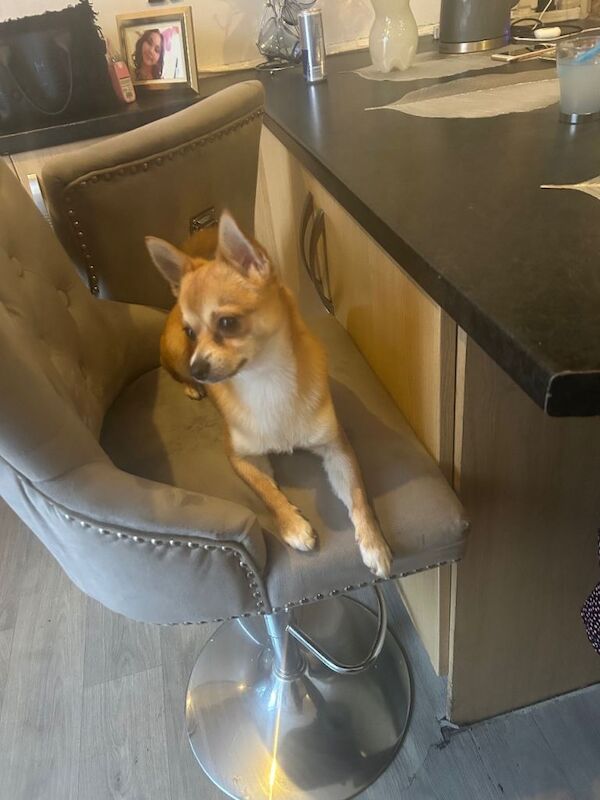 Dog for sale - Image 4 of 4