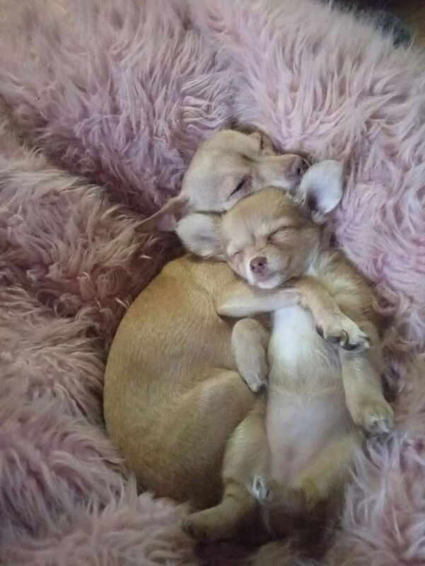 Dolly and Disney chihuahuas