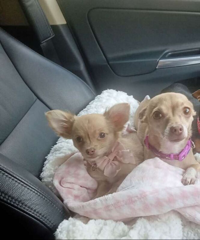 Dolly and Disney chihuahuas - Image 2 of 4