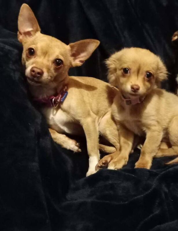 Dolly and Disney chihuahuas - Image 3 of 4