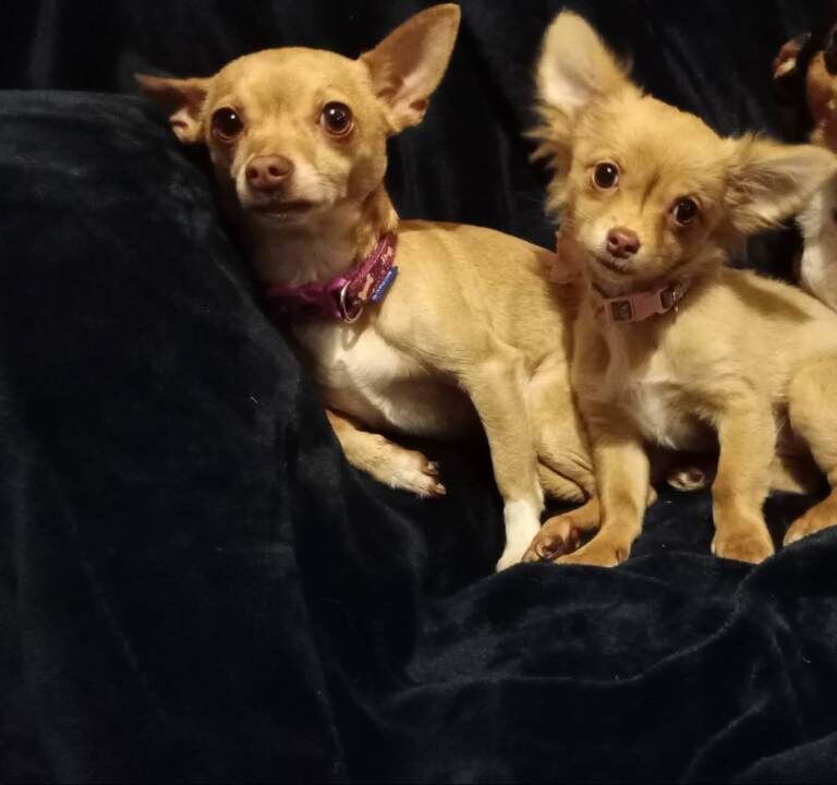Dolly and Disney chihuahuas - Image 4 of 4