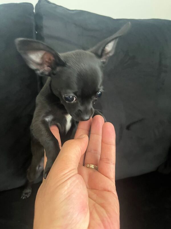 Doog
