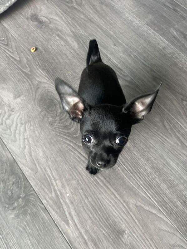 Doog - Image 2 of 4