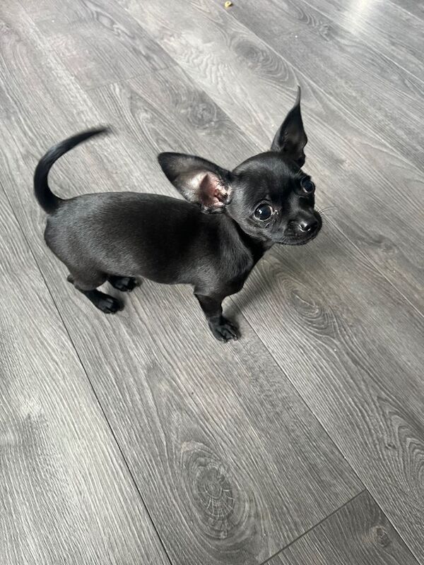 Doog - Image 3 of 4