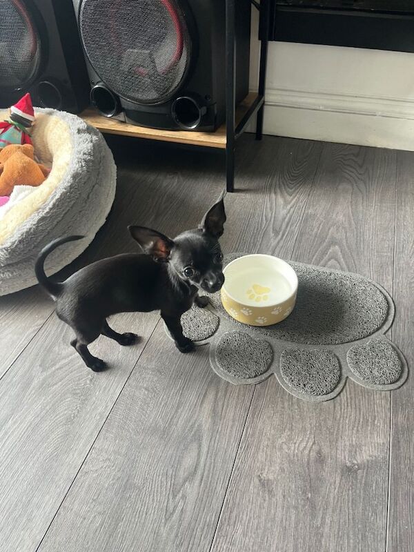 Doog - Image 4 of 4