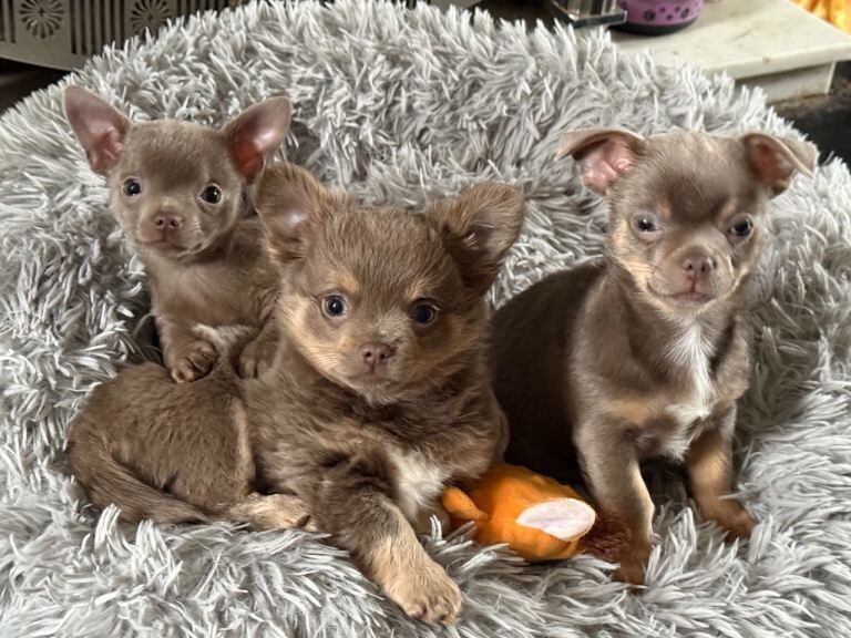 Exquisite lilac Chihuahua puppies