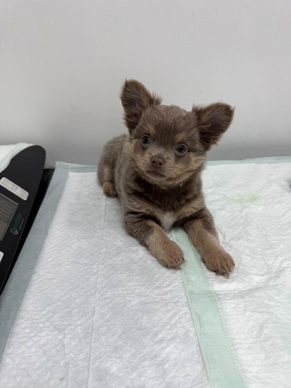 Exquisite lilac Chihuahua puppies - Image 2 of 6