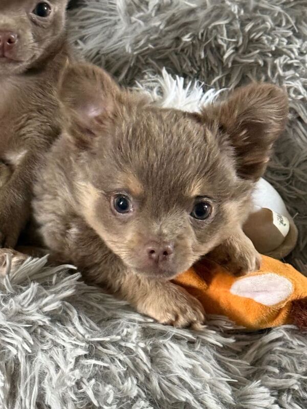 Exquisite lilac Chihuahua puppies - Image 3 of 6