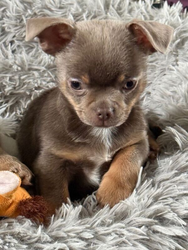 Exquisite lilac Chihuahua puppies - Image 4 of 6