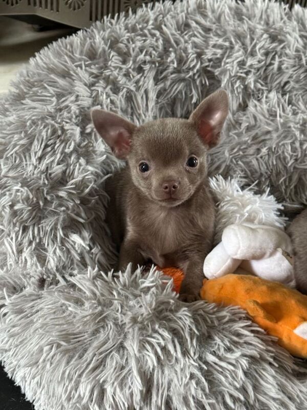 Exquisite lilac Chihuahua puppies - Image 5 of 6