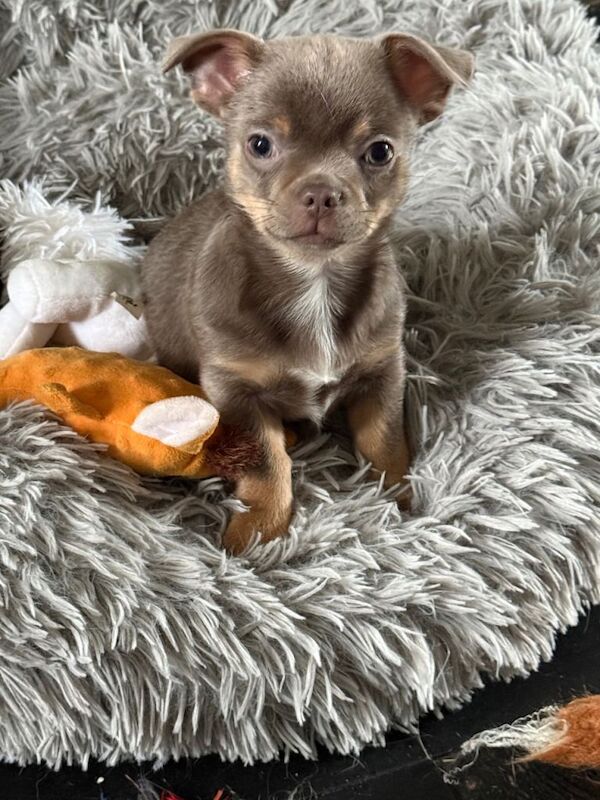 Exquisite lilac Chihuahua puppies - Image 6 of 6