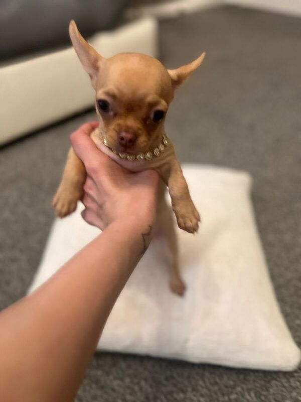 Chihuahua puppies for sale in North Shields, Tyne and Wear – 3 months old