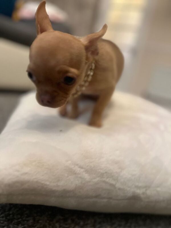 Chihuahua puppies for sale in North Shields, Tyne And Wear – 3 months old - Image 2 of 5