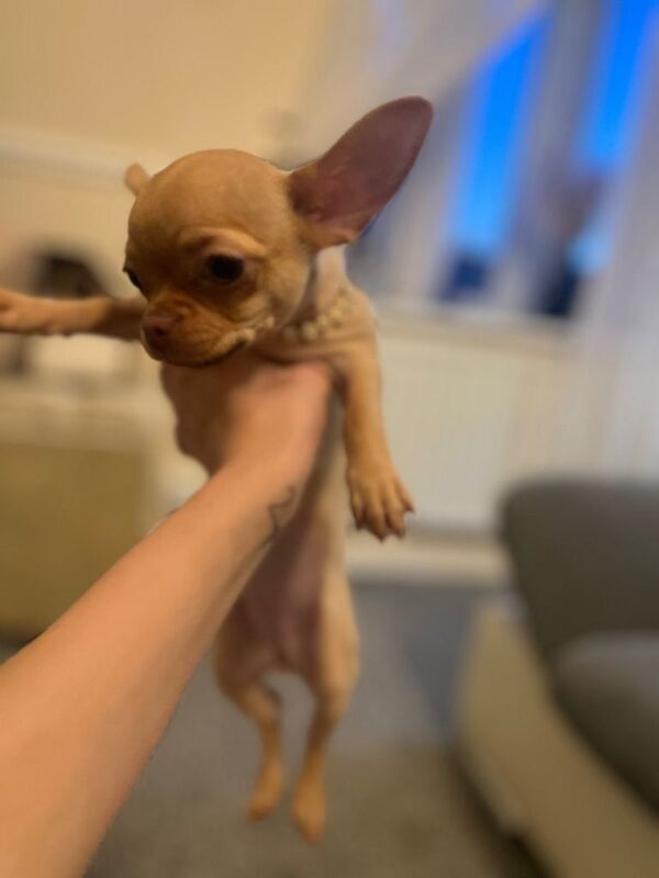 Chihuahua puppies for sale in North Shields, Tyne And Wear – 3 months old - Image 3 of 5