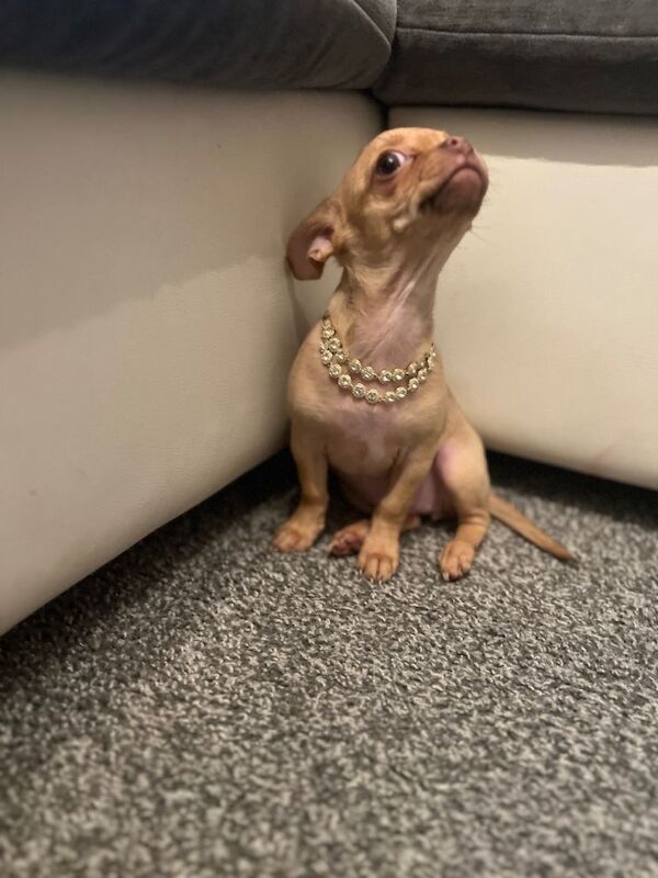 Chihuahua puppies for sale in North Shields, Tyne And Wear – 3 months old - Image 5 of 5