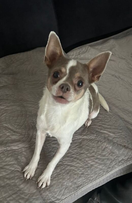 Chihuahua Puppies For Sale Under £1,000