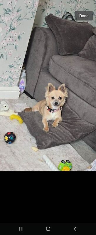 Chihuahua Puppies For Sale Under £1,000