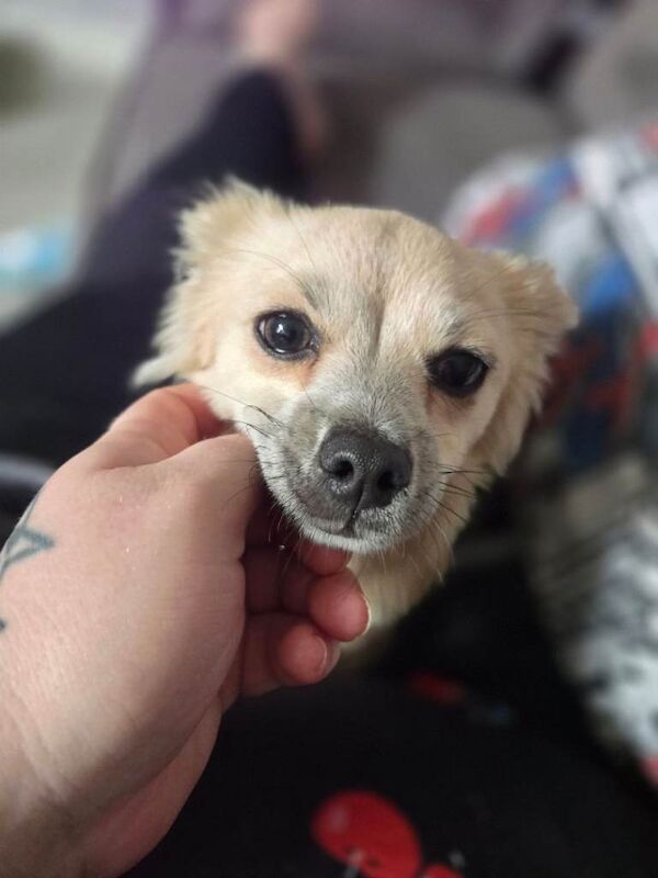 Female chihuahua - Image 2 of 3