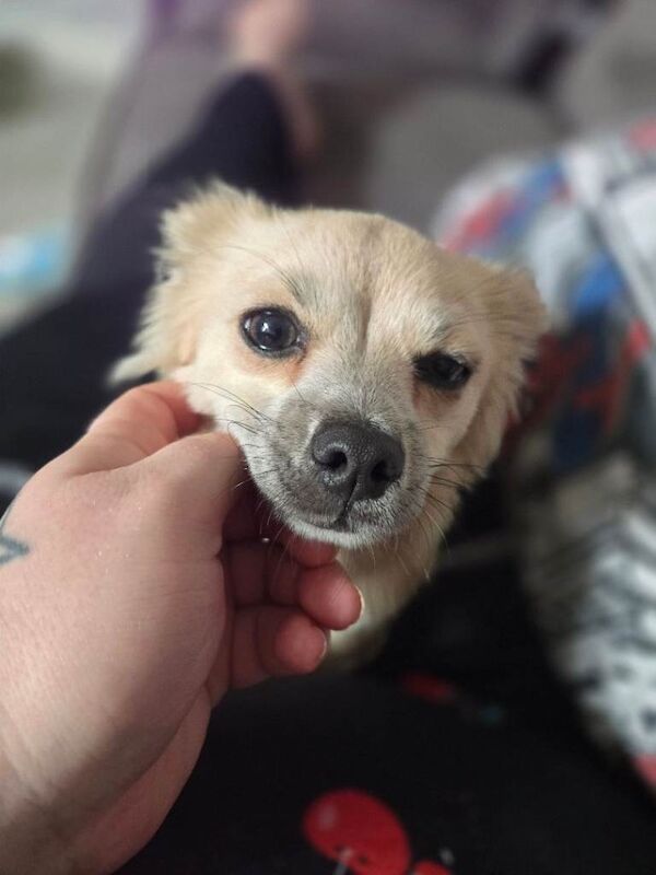 Female chihuahua - Image 3 of 3