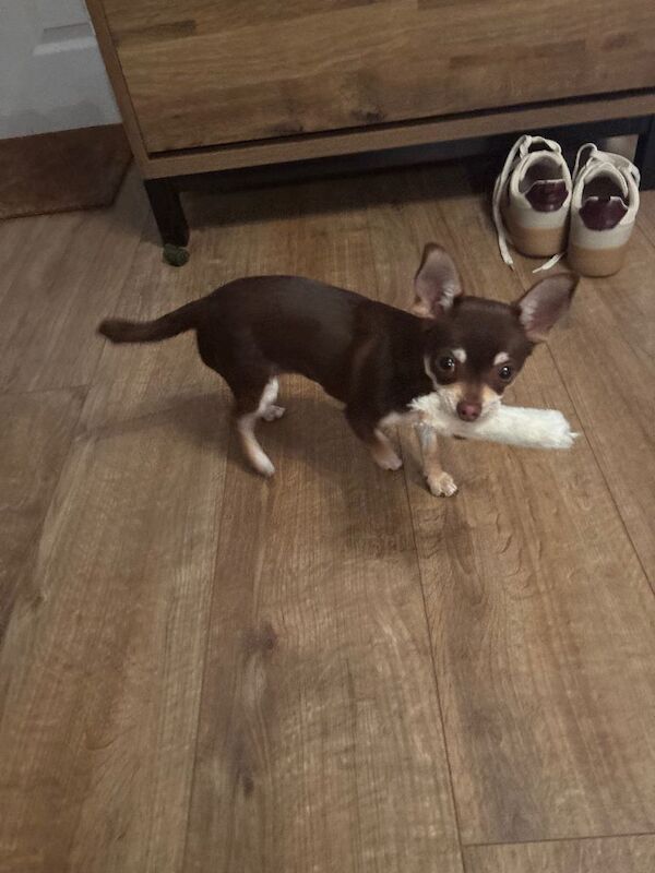 Female Chihuahua 6 months old