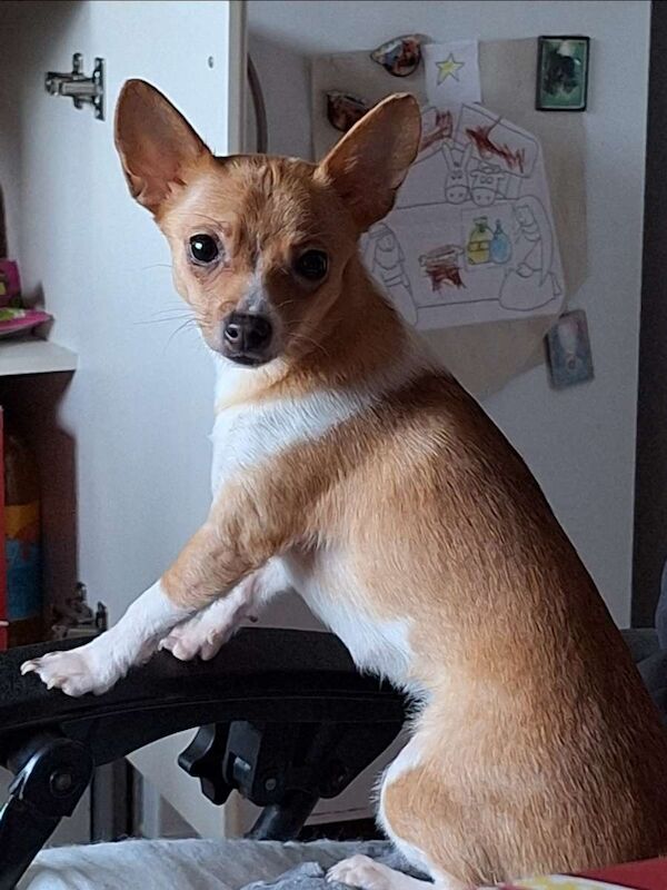Female Chihuahua dog