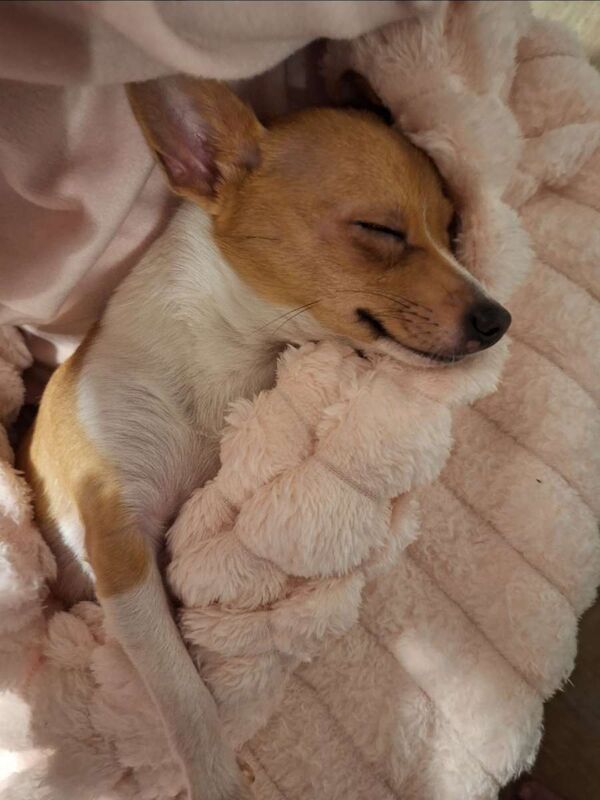 Female Chihuahua dog - Image 3 of 4