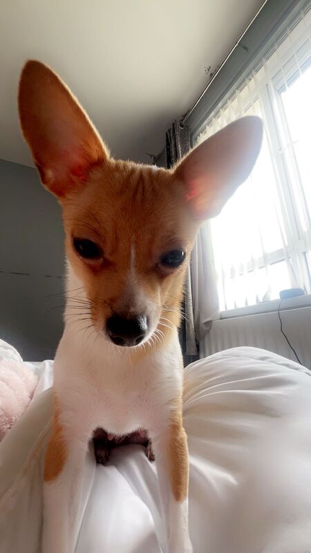 Female Chihuahua dog - Image 4 of 4