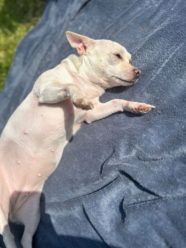 Chihuahua Puppies For Sale