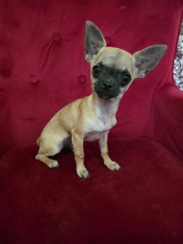 Chihuahua puppies for sale in Stanley, West Yorkshire – 4 months old