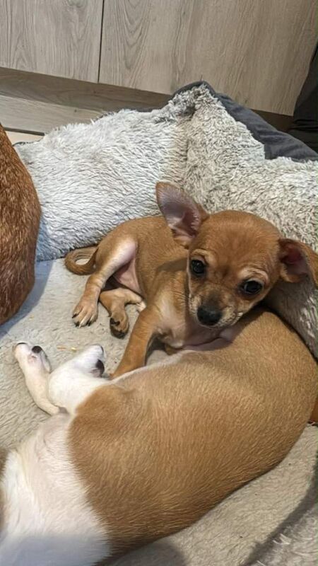Chihuahua puppies for sale in Leigh, Manchester – 10 weeks old